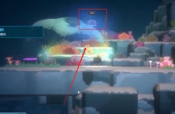 潜水员戴夫怎么拍鬼蝠鲼照片 潜水员戴夫怎么拍鬼蝠鲼照片